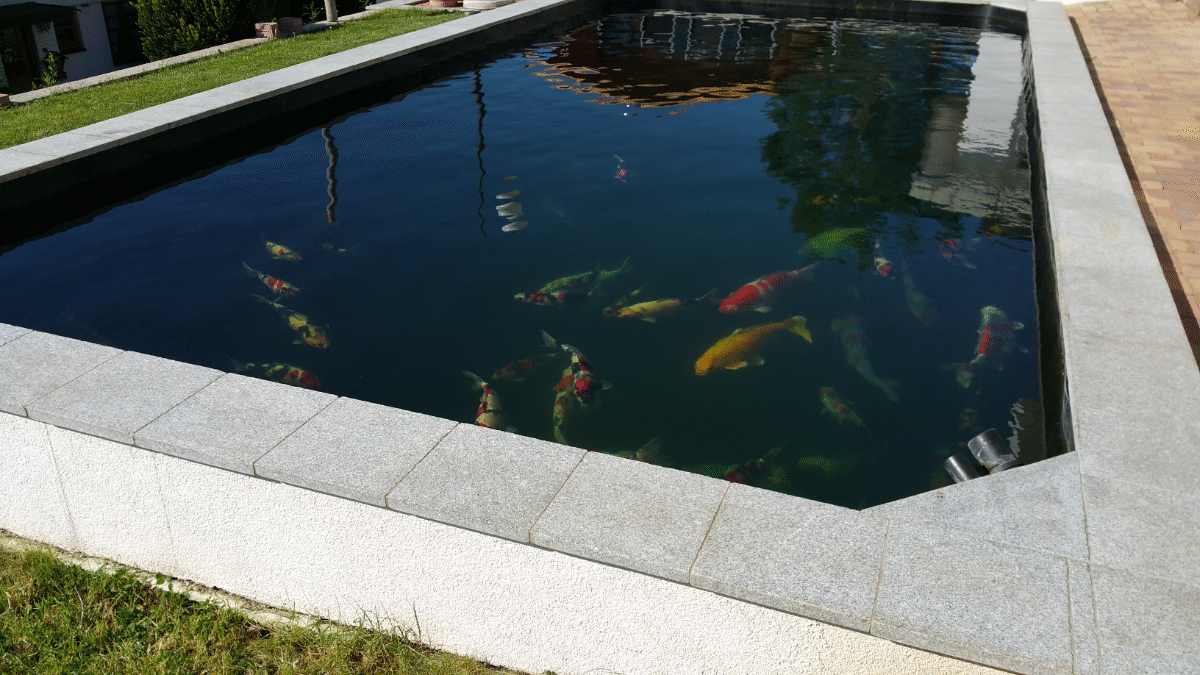 Koi-, und Schwimmteich Binau